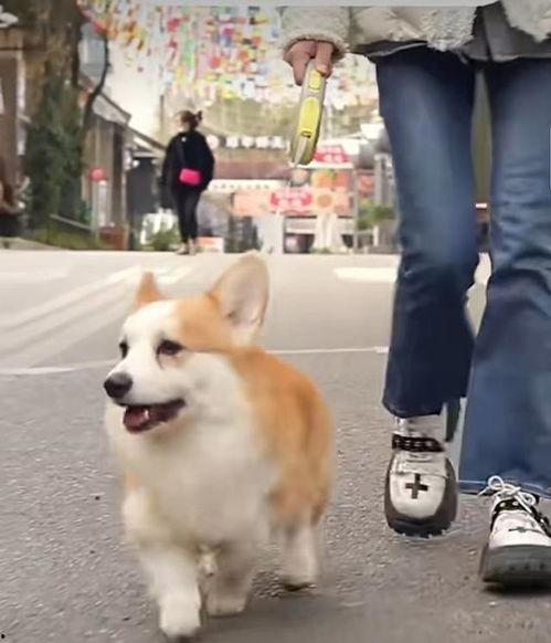 大狗最新爆料新闻视频,最新爆料新闻视频深度解析 第2张 大狗最新爆料新闻视频,最新爆料新闻视频深度解析 第2张