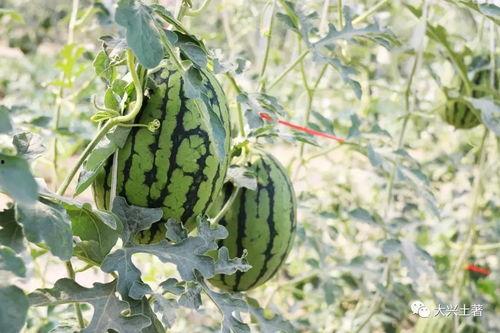 吃瓜是哪个平台的网红 第1张 吃瓜是哪个平台的网红 第1张